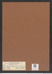 Pseudauliscus peruvianus (Grev.) Rattr. (de-Toni-Nr.: Genus 172, Species 4413) Zeichnungen Sammlung Grunow Mappe 04353 (Herbarium_W_Grunow_drawings_Folder_04353)